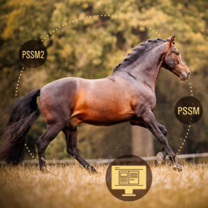 EQUINE MYOPATHIEN – PSSM und PSSM 2