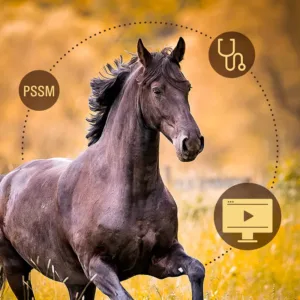 ONLINE-SEMINAR zu Muskulatur & PSSM