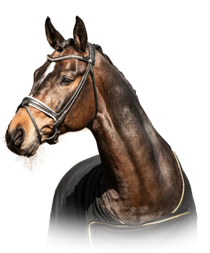 wes_for_horses